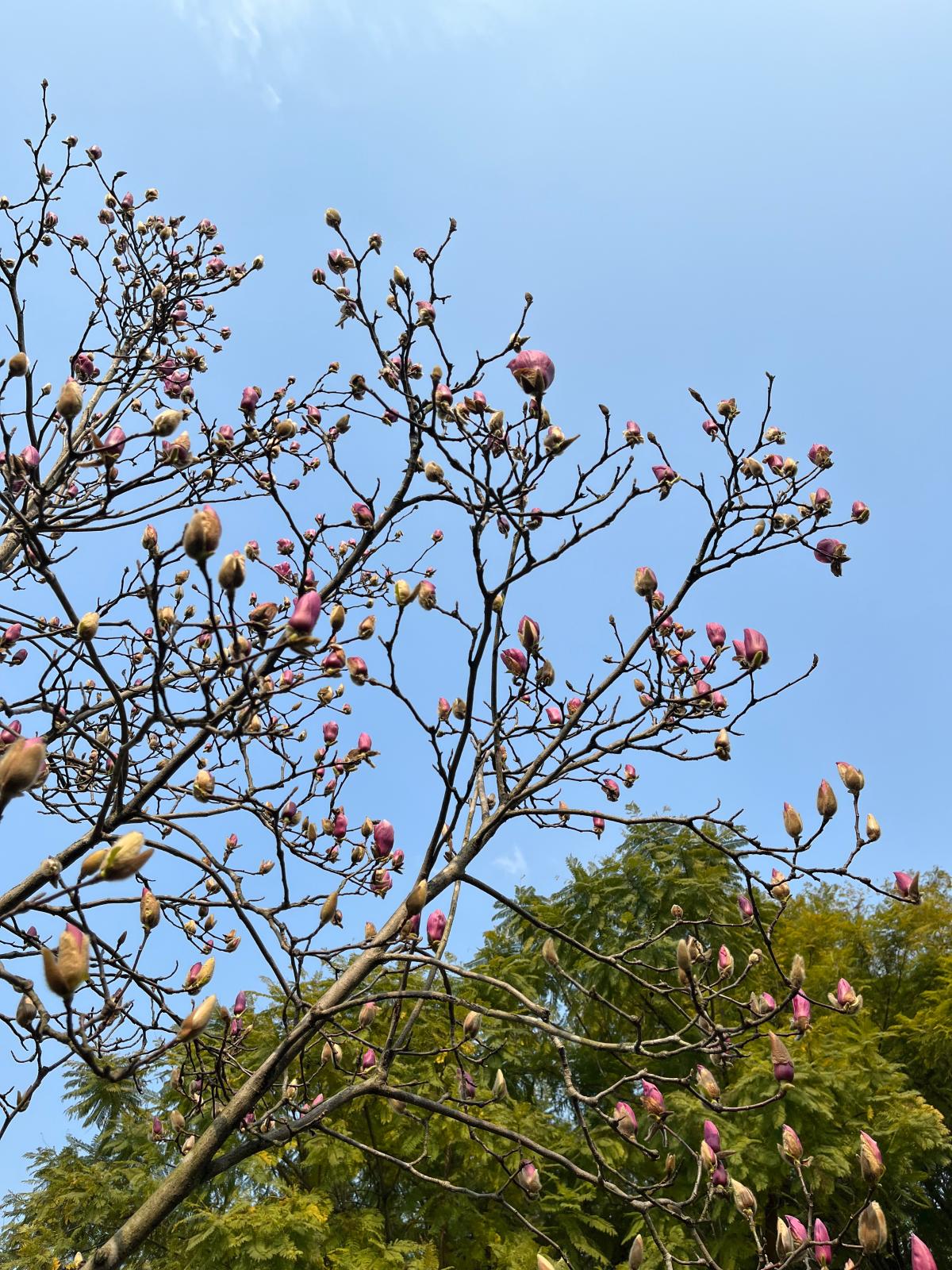 九曲河公园玉兰花 王一丹 亭亭玉立,素雅芬芳,静立枝头自成诗。.JPG